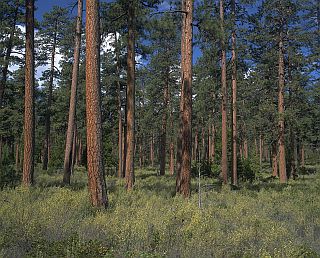 Ponderosa Pine Forest Arizona