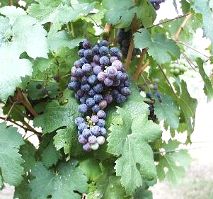 Cabernet Franc Grapes