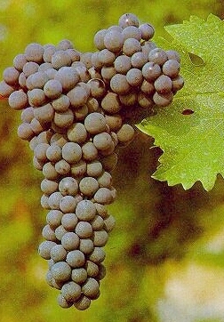 Cabernet Sauvignon Grapes