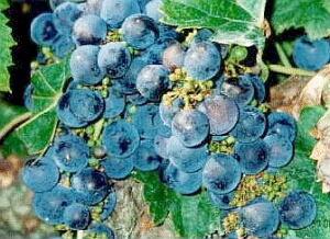 Merlot Grapes