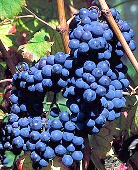 Sangiovese Grapes